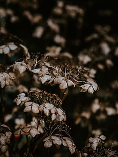 brown plant, flower, geranium, blossom, decay, macro, fragility HD wallpaper
