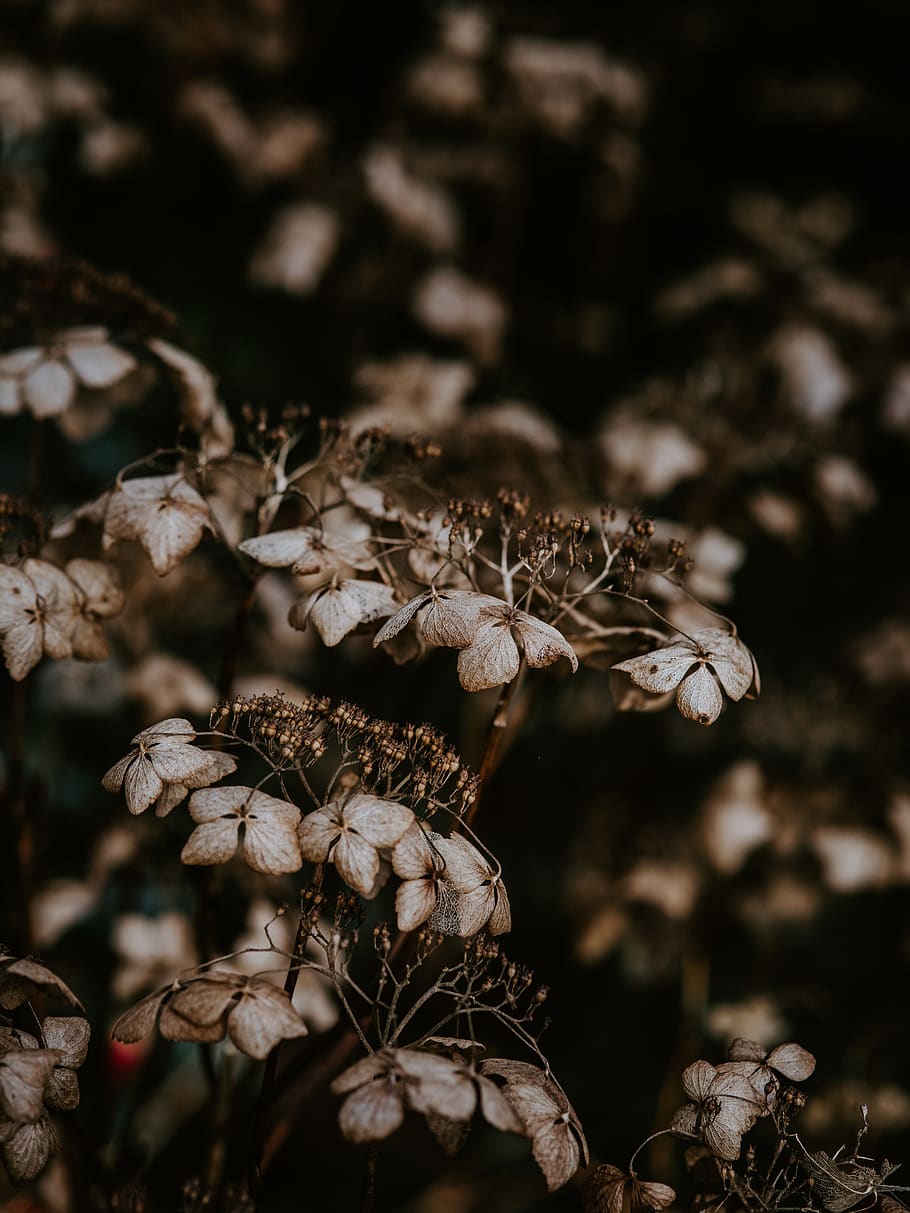 brown plant, flower, geranium, blossom, decay, macro, fragility HD wallpaper