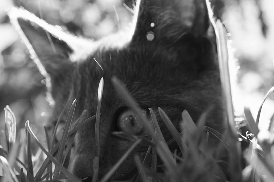 norway, mammal, one animal, close-up, animal themes, domestic HD wallpaper