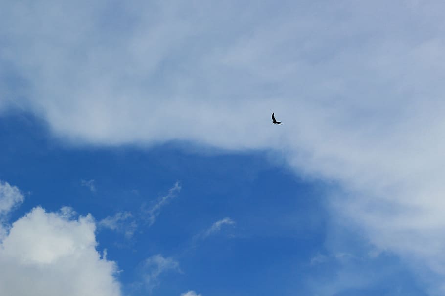 sky, clouds, blue, bird, silhouette, day, blue sky, small, wings