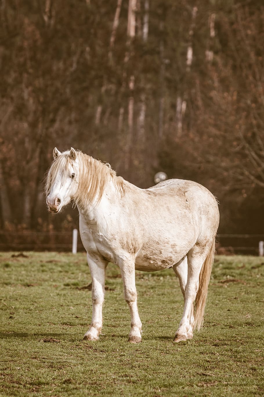 white horse standing on grass, animal, animal themes, mammal HD wallpaper