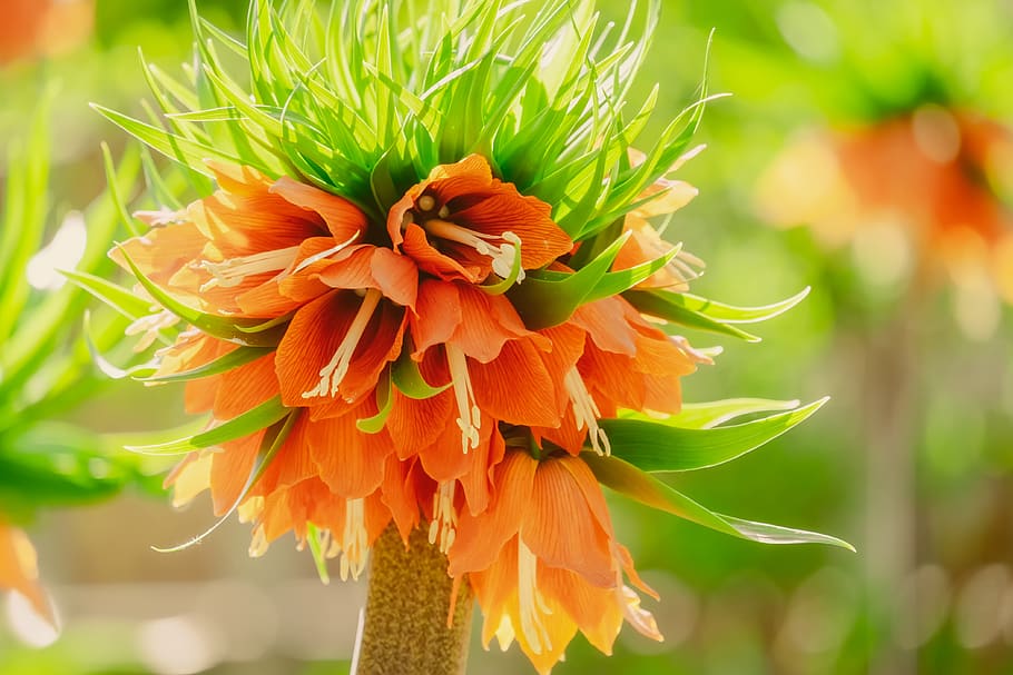imperial crown, fritillaria imperialis, lilies, liliaceae, toxic, HD wallpaper