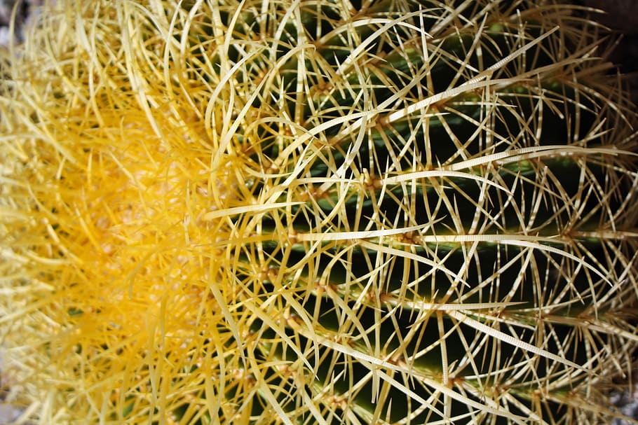 cactus, desert, needles, spikes, spine, nature, plant, prickly HD wallpaper