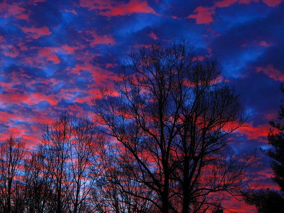 trees, sunset, sky, plant, cloud - sky, branch, beauty in nature HD wallpaper