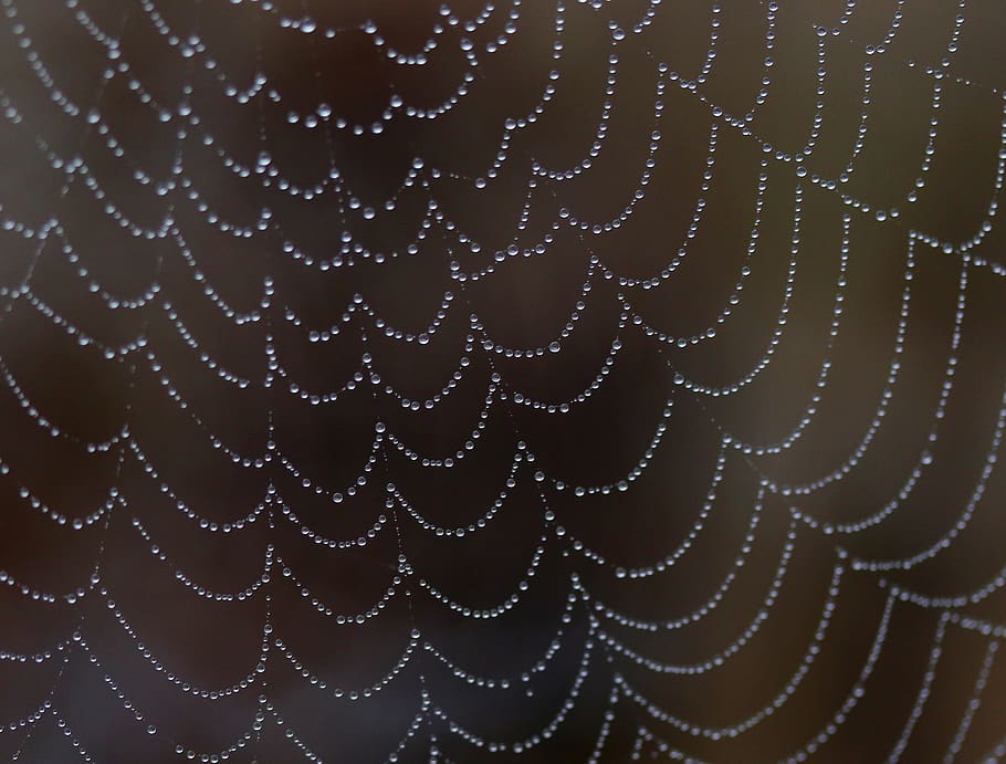 spider web, drops, water, dew, nature, dewdrop, in the morning HD wallpaper