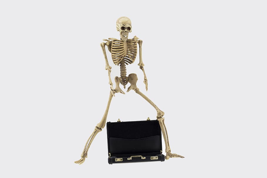 bone, business, concept, skeleton, human skeleton, studio shot HD wallpaper