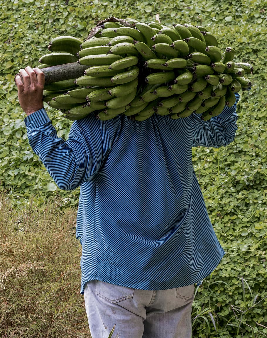 banana, bananas, man, carry, stalk, bunch, green, food, fruit, HD wallpaper