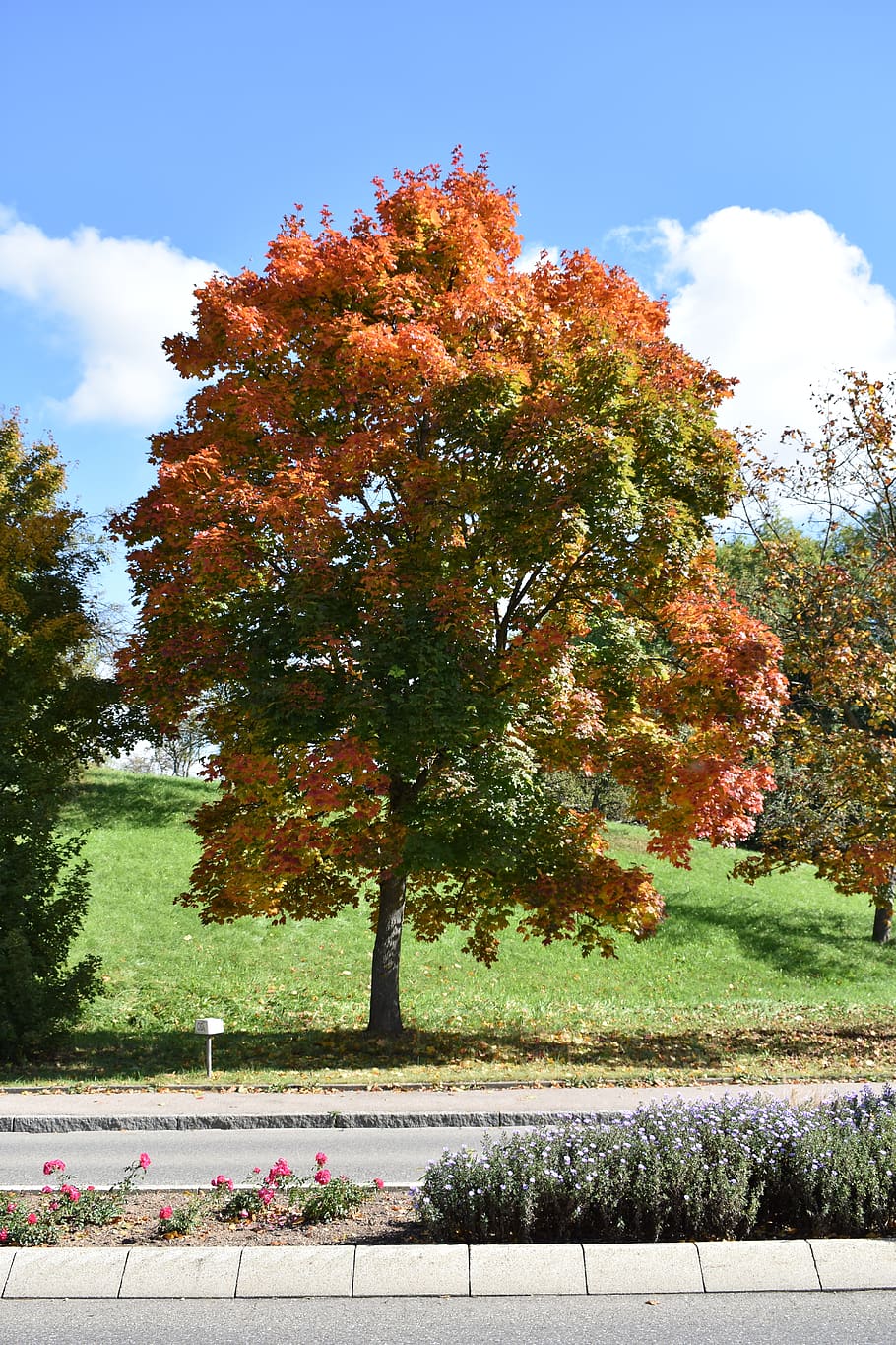 autumn, tree, nature, plant, growth, sky, change, beauty in nature HD wallpaper