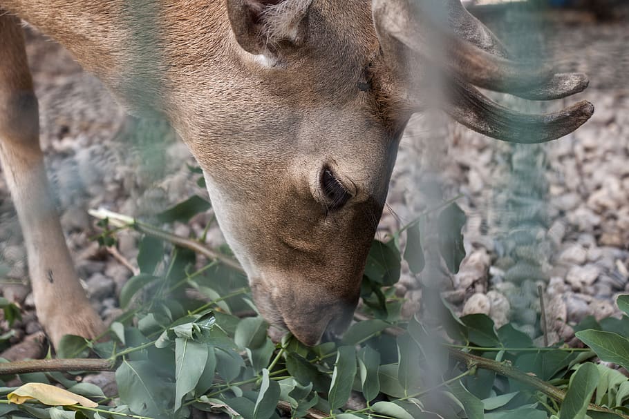 deer, eye, animal themes, mammal, one animal, vertebrate, domestic animals HD wallpaper
