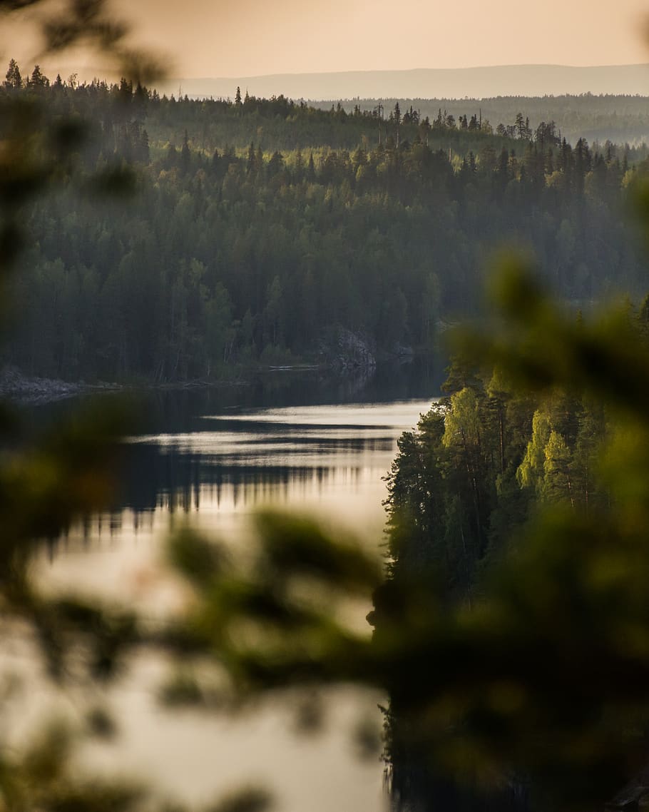 river surround by trees, water, plant, scenics - nature, tranquil scene HD wallpaper