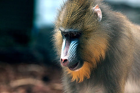 mandrill, primacy, monkey, mandrillus sphinx, zoo, mammals HD wallpaper