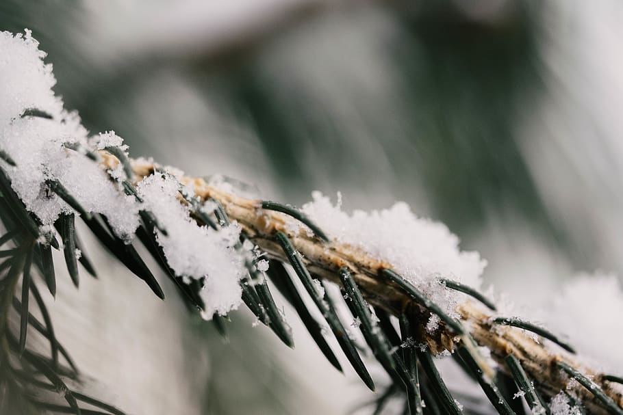 canada, barrie, snow, cold temperature, winter, frozen, nature HD wallpaper
