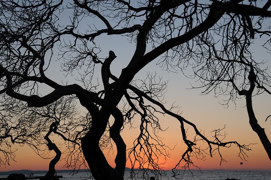 Silhouette of Bare Tree, branches, contrast, dry, nature, sunrise HD wallpaper