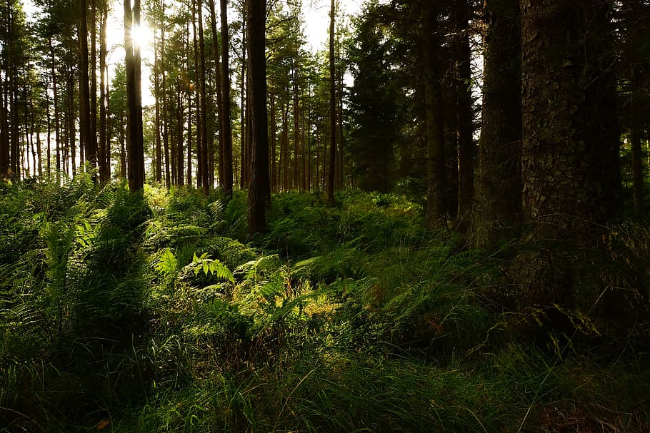 Green Fern Plants and Trees, conifer, dawn, daylight, environment HD wallpaper