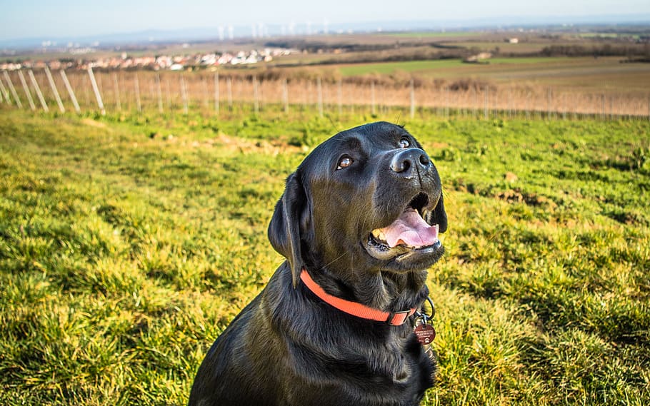 animals, pet, pentax, germany, vineyards, black, labrador, dog HD wallpaper