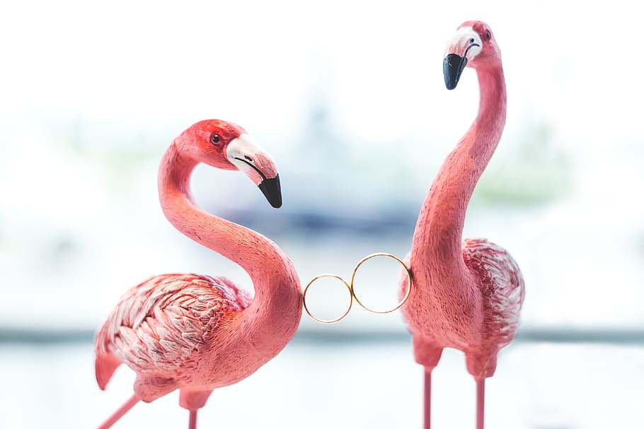 bird, animal themes, vertebrate, animal wildlife, flamingo HD wallpaper