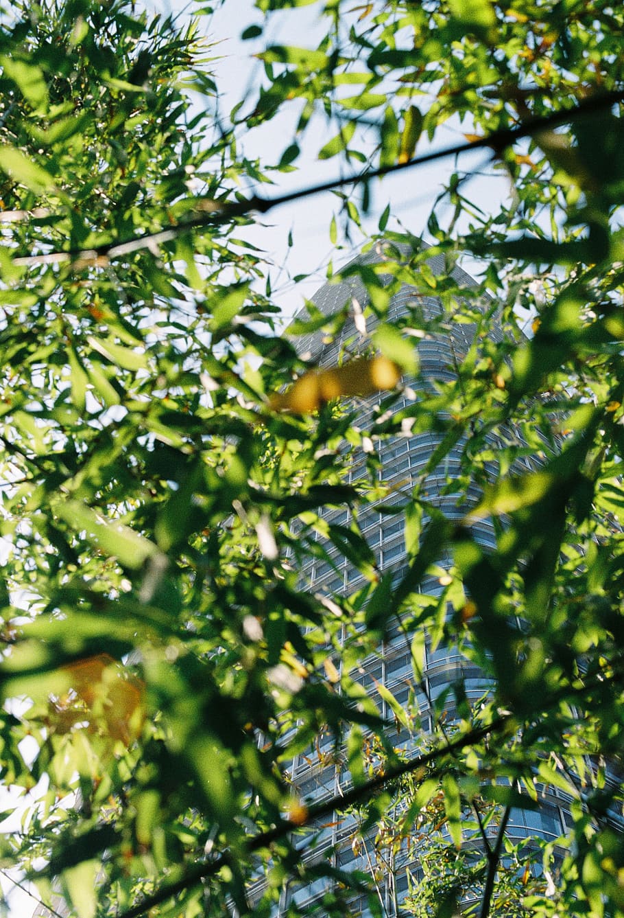 green tree, plant, animal, bird, bamboo, sun, light, san francisco HD wallpaper