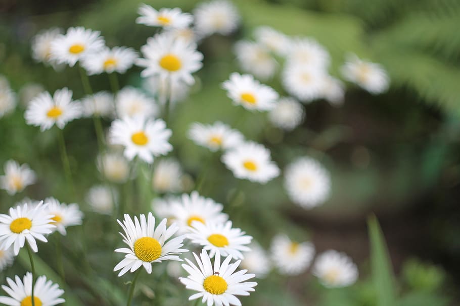 daisy, flowers, summer, meadow, bloom, white, spring, flora HD wallpaper