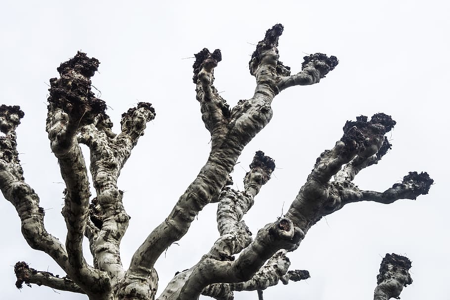 bare-tree, plant, nature, human, person, winter, sculpture, art HD wallpaper