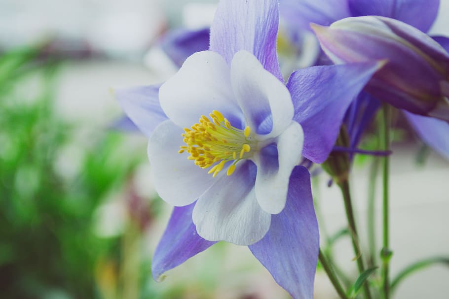 White and Purple Flowers, beautiful, blooming, blur, bright, color HD wallpaper