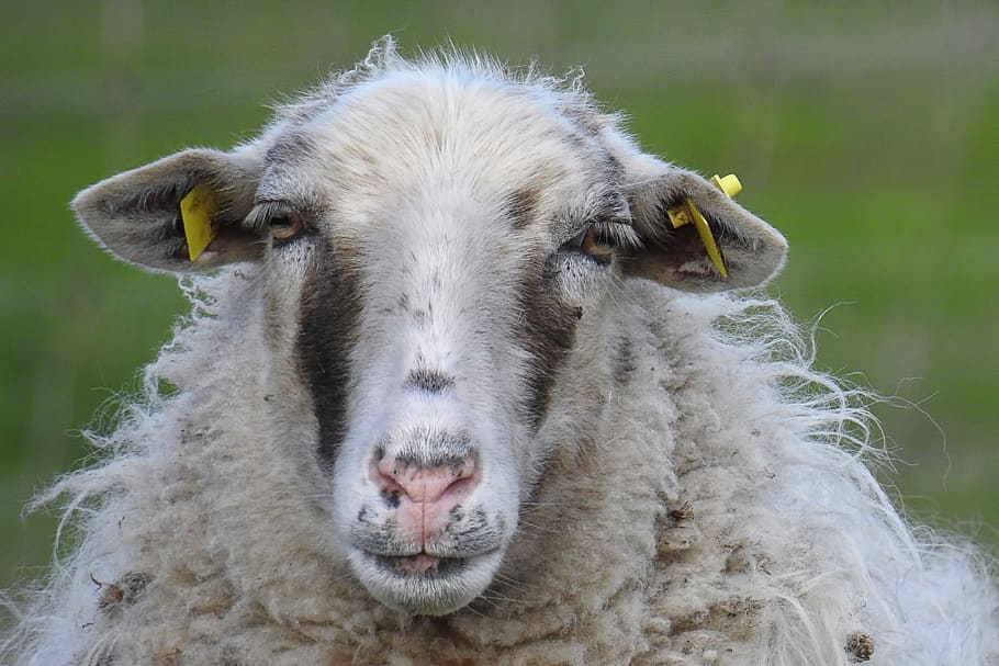 sheep, sheepskin, wool, animals, sheep's wool, animal themes