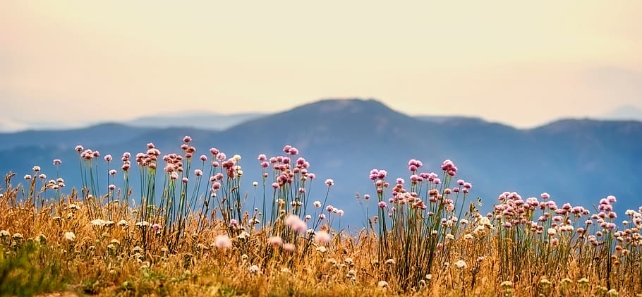 Bed of Flowers, clouds, country, environment, field, flora, grass HD wallpaper