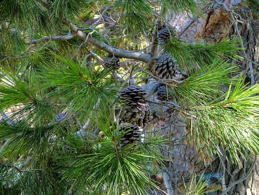 pine cone, pine tree, pine cones on tree, pine needle, pine needles HD wallpaper