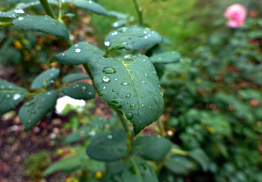 leaf, dew, drip, water, green, background, macro, droplets HD wallpaper