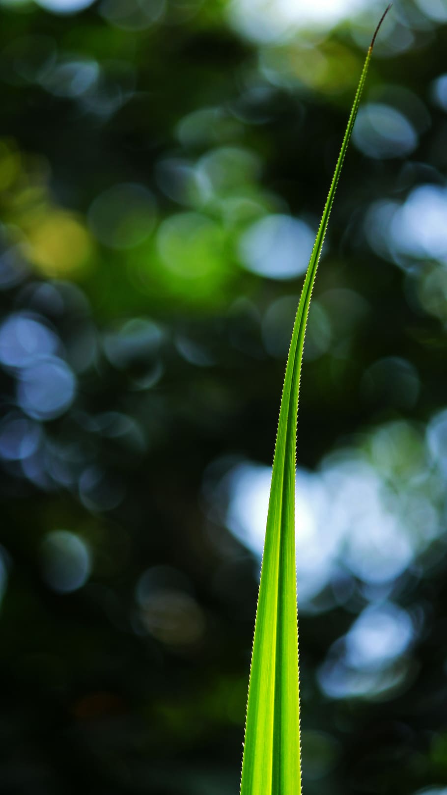 plant, growth, green color, focus on foreground, nature, day HD wallpaper