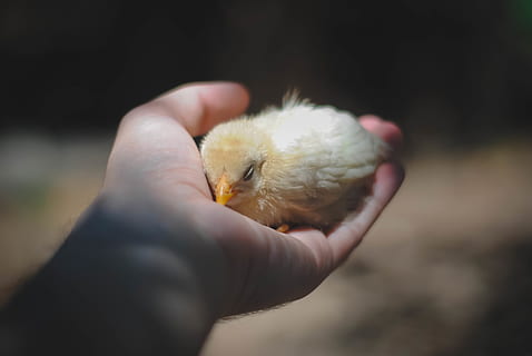 person holding chick, human, animal, bird, finger, hand, chicken HD wallpaper