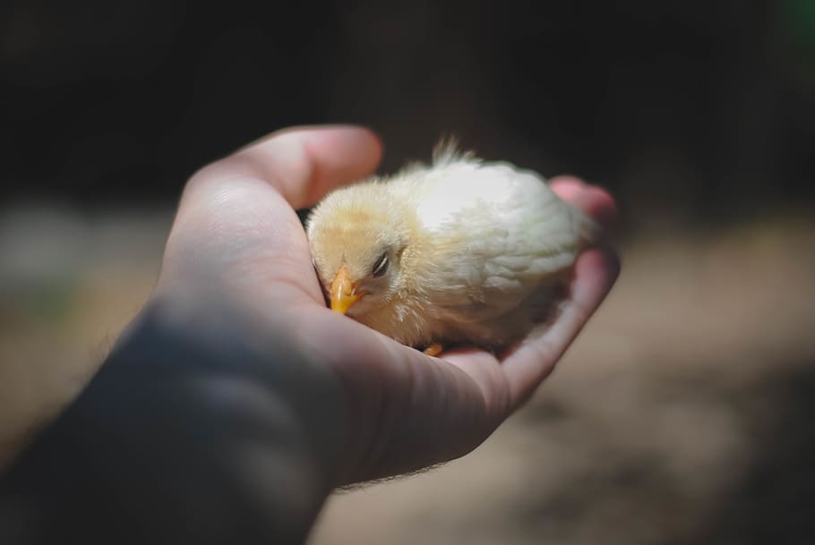 person holding chick, human, animal, bird, finger, hand, chicken HD wallpaper