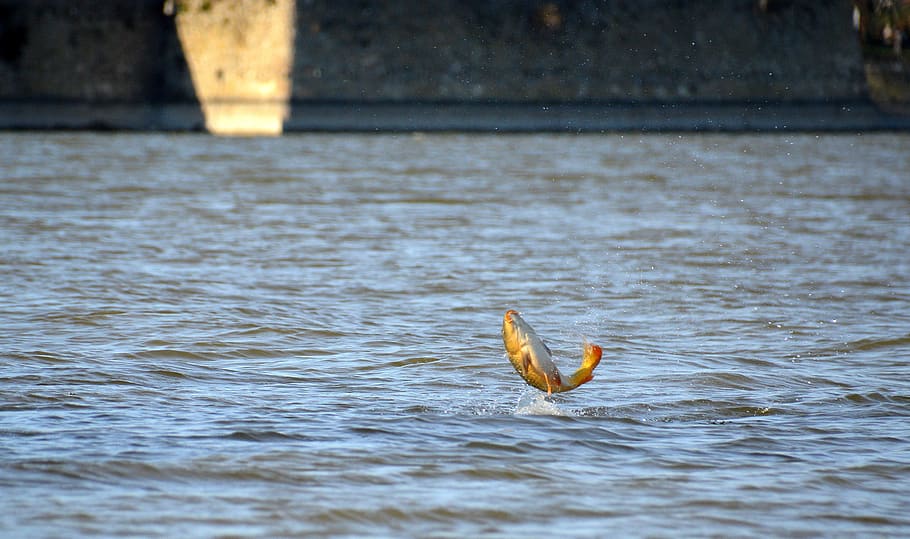 carp, fish, koi, lake, water, nature, animal, swimming, background HD wallpaper