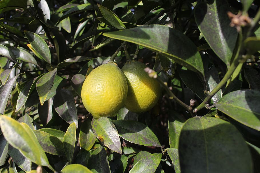 fruit, tree, plant, nature, food, harvest, branch, lemons, leaf HD wallpaper