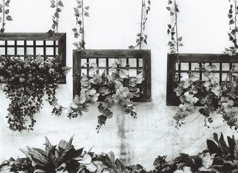 artificial, flowers, hanging, frame, bandw, blackandwhite, old HD wallpaper