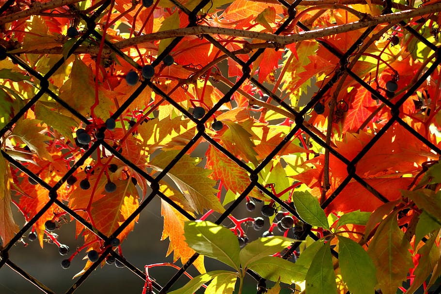 vines, creeper, autumn, october, foliage, season, in the fall HD wallpaper