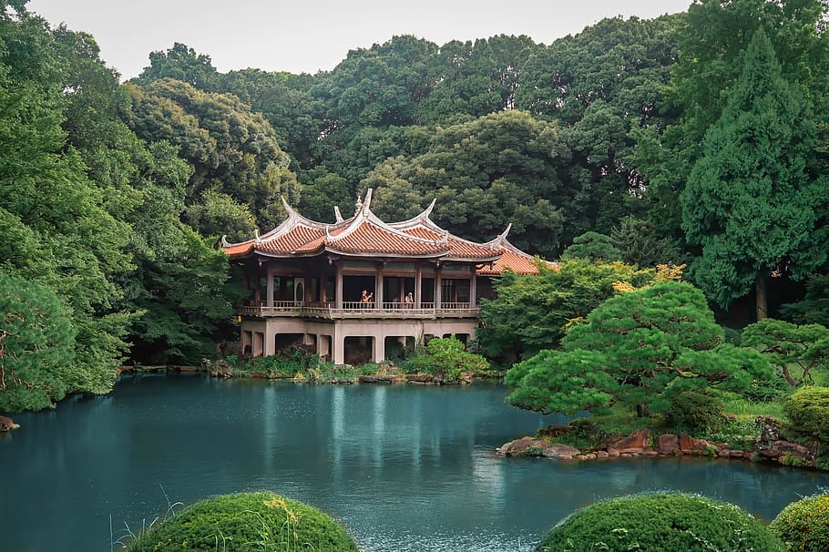 japan, shinjuku-ku, shinjuku gyoen national garden, tree, plant, HD wallpaper