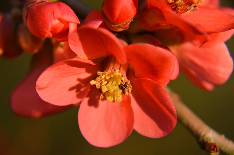 quince, japan, spring, nature, flower, botany, flora, shrub HD wallpaper