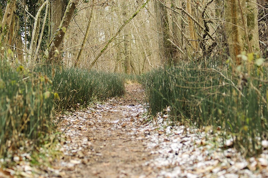 tree, trees, ground, way, winter, autumn, snow, cold, path HD wallpaper