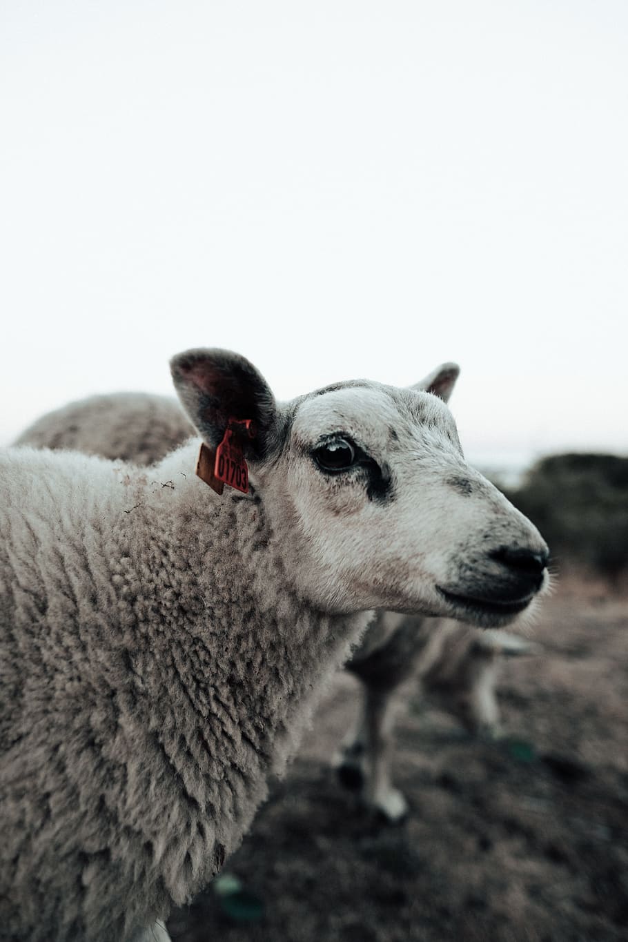 closeup photo of white sheep, face, wool, ear tag, farm animal HD wallpaper