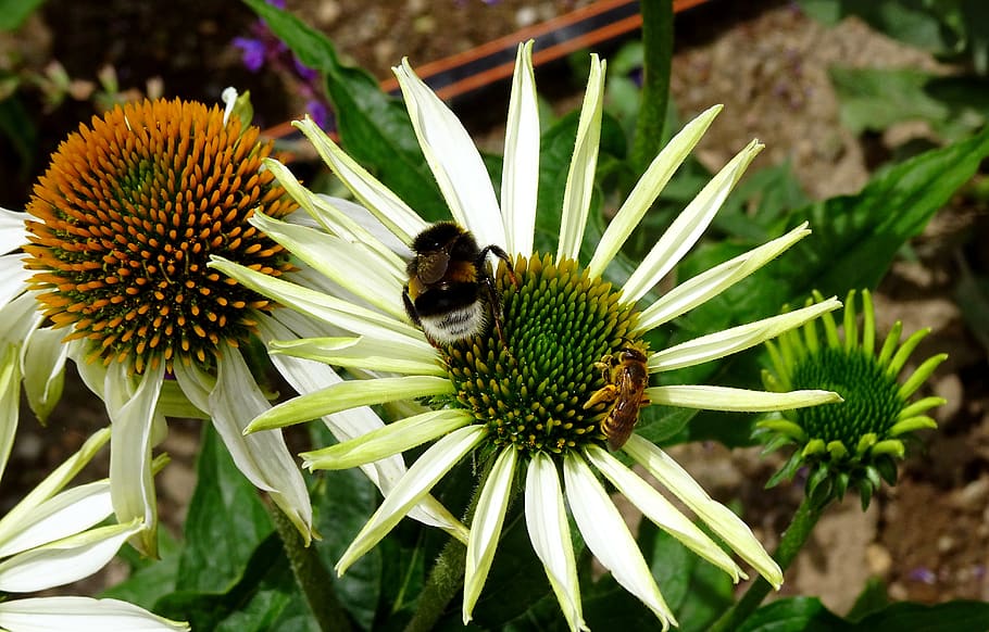 flower, bee, hummel, insect, nature, summer, white, flowering plant HD wallpaper