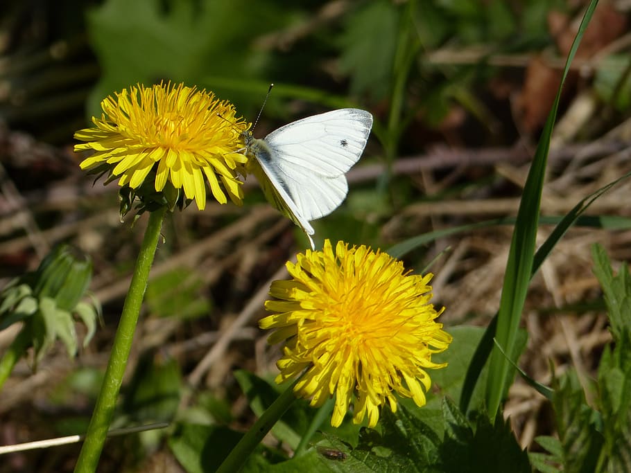 dandelion, butterfly, nature, flower, flowering plant, fragility HD wallpaper