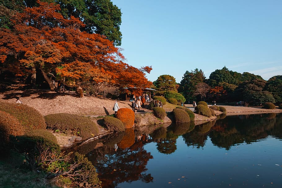 japan, shinjuku-ku, shinjuku gyoen national garden, lake, tokyo, HD wallpaper
