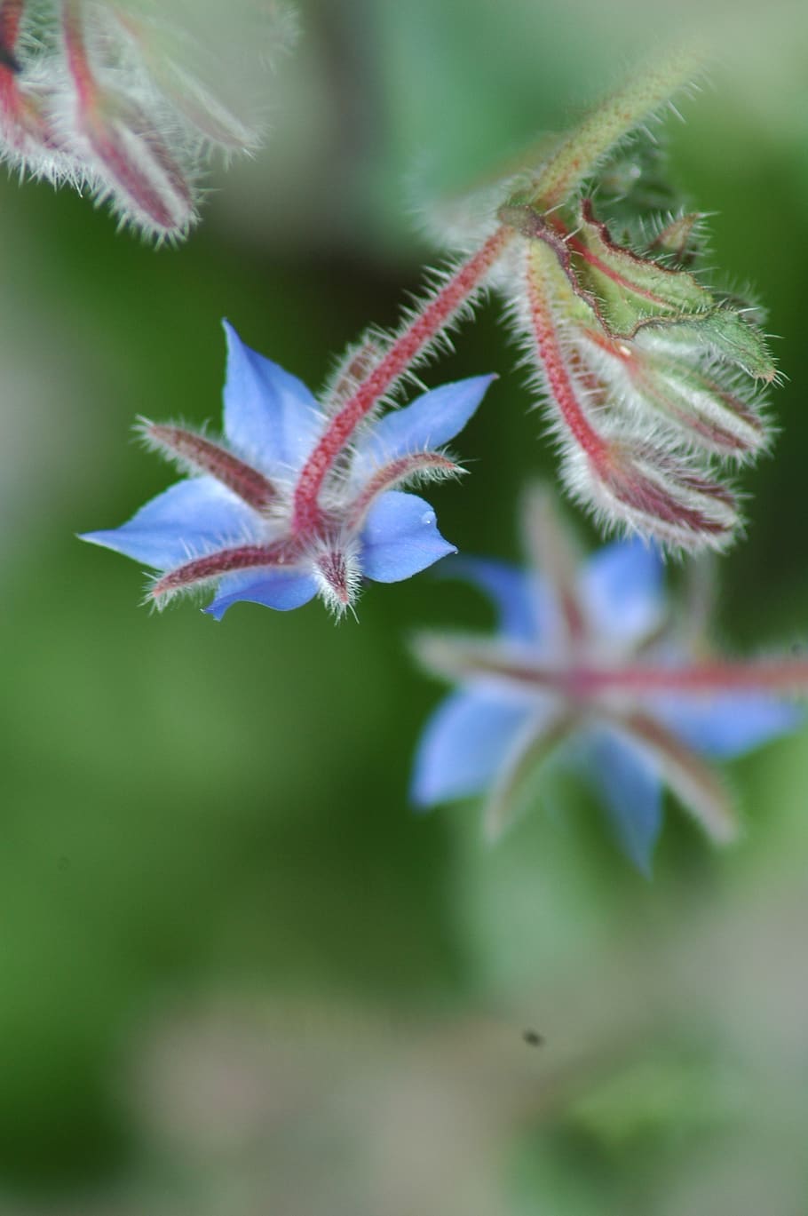 nature, leaf, flower, summer, outdoors, flora, closeup, bourrache HD wallpaper