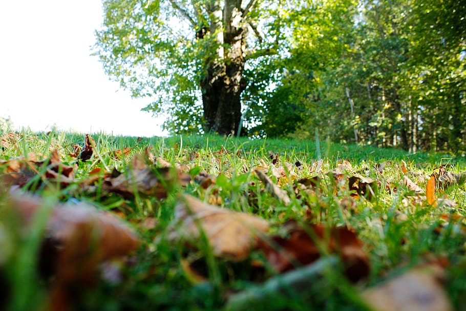autumn, leaves, brown, tree, background, sharp, out of focus HD wallpaper