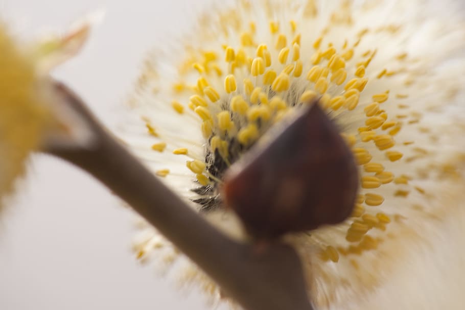 dandelion, macro, plant, soft, closeup, detail, white, softfocus HD wallpaper