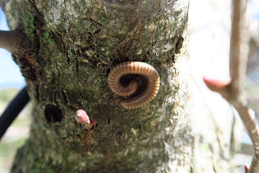 tree, worm, nature, caterpillar, the creation of, spring, eukaryotes HD wallpaper