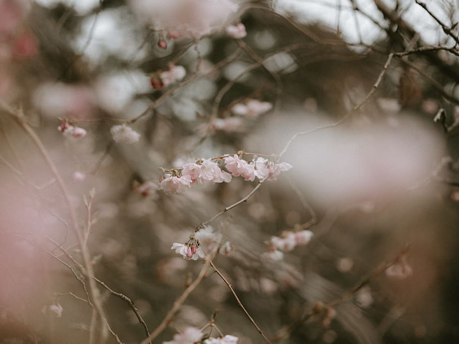 white flowering tree, flowering plant, fragility, beauty in nature HD wallpaper