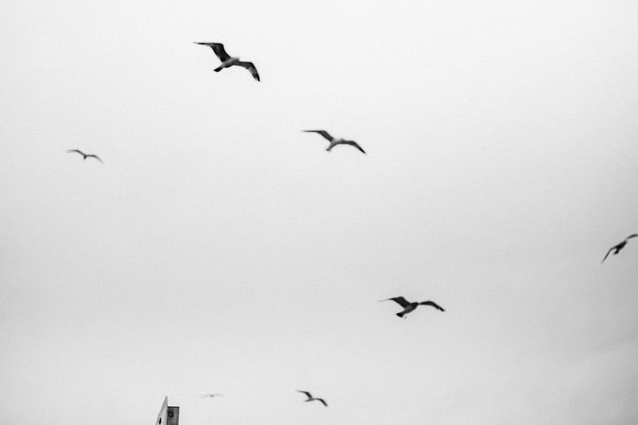 sky, birds, animal themes, vertebrate, group of animals, animals in the wild HD wallpaper