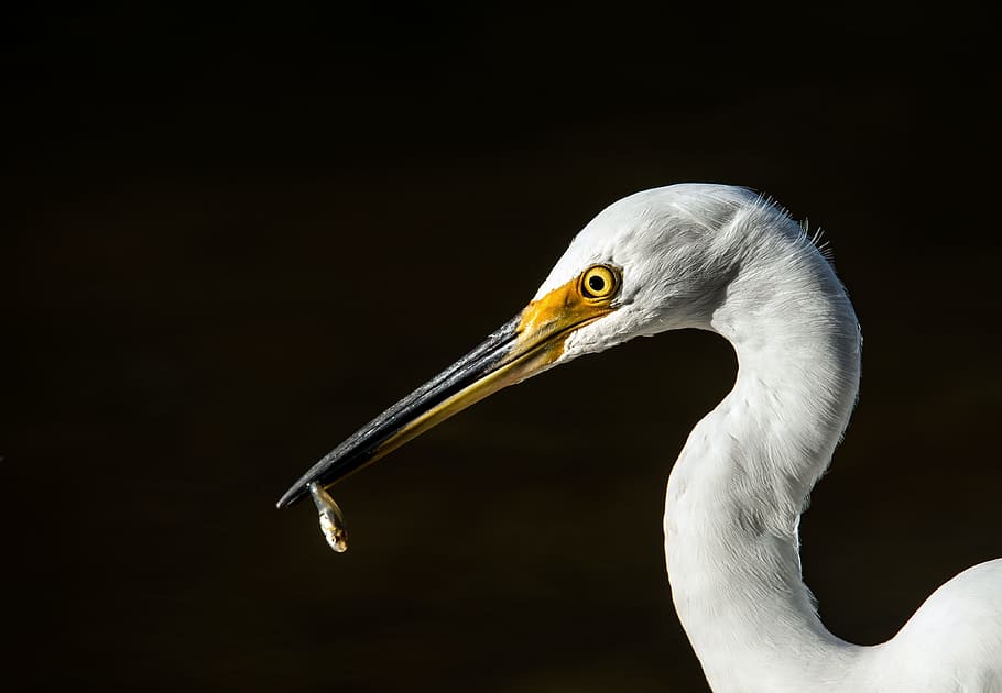 macro shot of white bird, heron, fish, caught, black background HD wallpaper