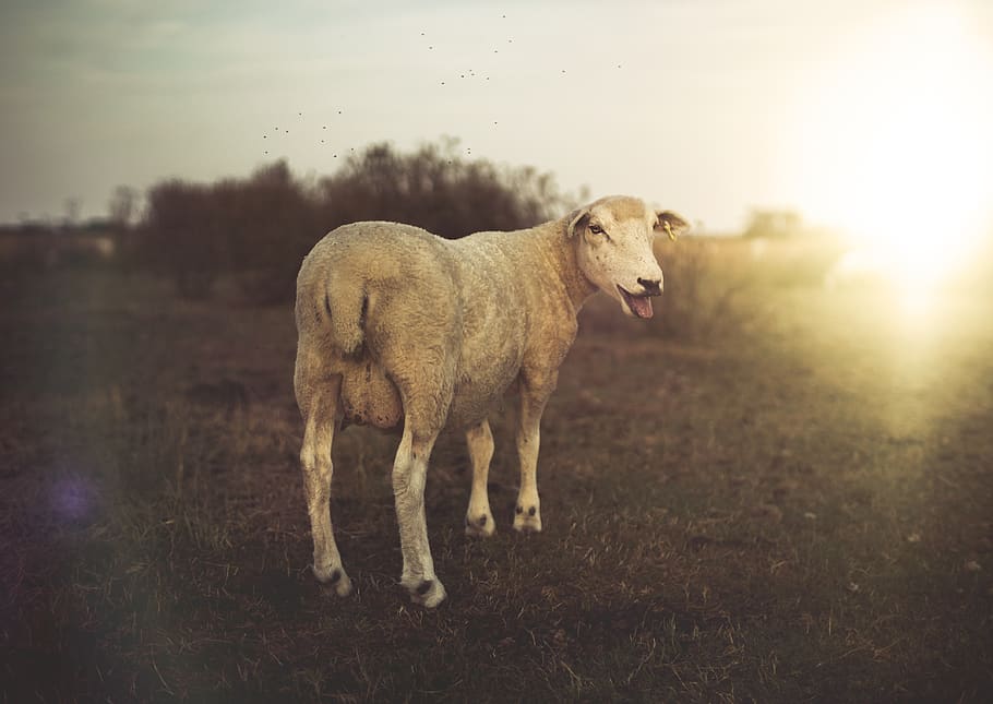 brown lamb standing on grass, sheep, rye, united kingdom, animal HD wallpaper